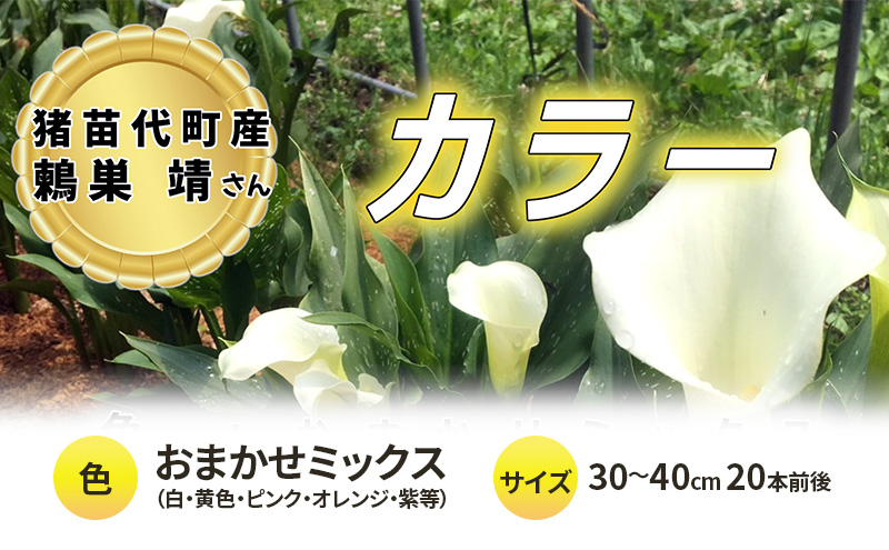 花 カラー ( 生花 ) 30～40cm おまかせミックス 20本前後 生産者：鶫巣靖 猪苗代産 プレゼント 贈り物 ギフト