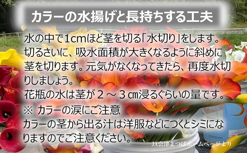 花 カラー ( 生花 ) 30～40cm おまかせミックス 20本前後 生産者：鶫巣靖 猪苗代産 プレゼント 贈り物 ギフト