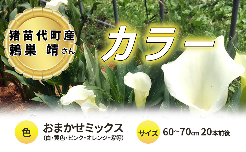 花 カラー ( 生花 ) 60～70cm おまかせミックス 20本前後 生産者：鶫巣靖 猪苗代産 プレゼント 贈り物 ギフト