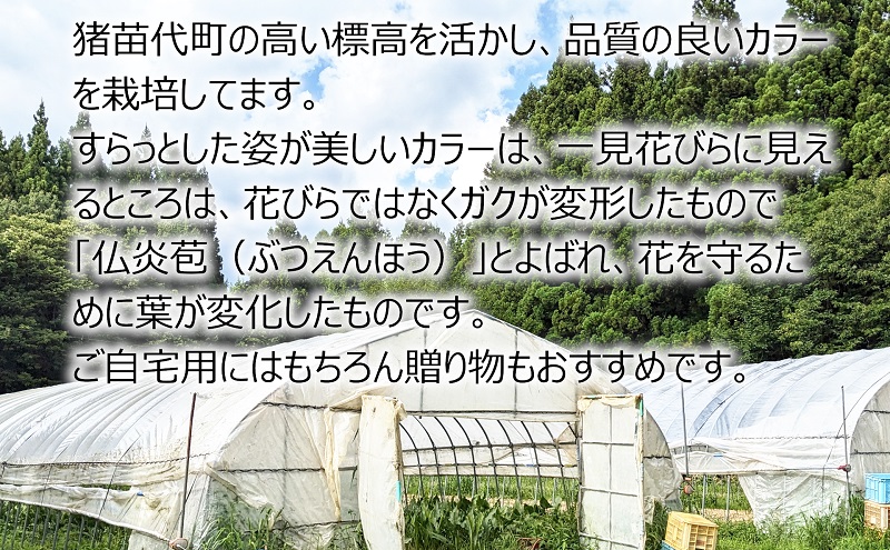 花 カラー ( 生花 ) 60～70cm おまかせミックス 20本前後 生産者：鶫巣靖 猪苗代産 プレゼント 贈り物 ギフト