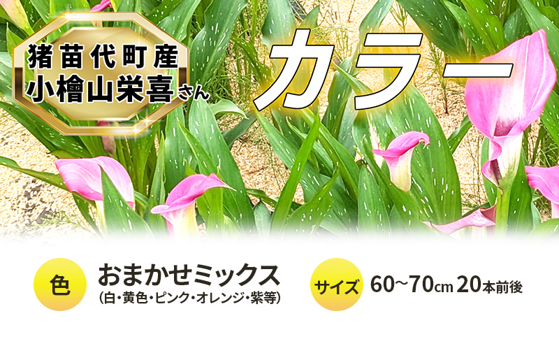 花 カラー ( 生花 ) 60～70cm おまかせミックス 20本前後 生産者：小檜山栄喜 猪苗代産 プレゼント 贈り物 ギフト