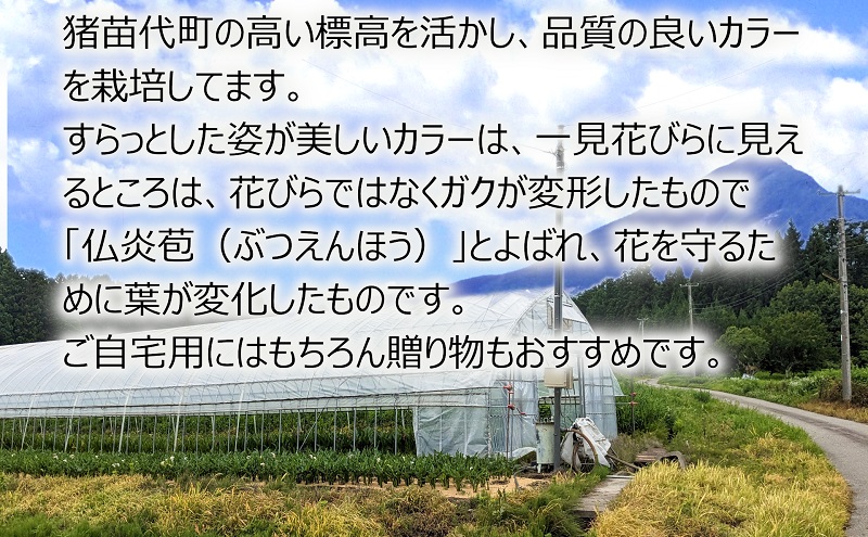 花 カラー ( 生花 ) 60～70cm おまかせミックス 20本前後 生産者：小檜山栄喜 猪苗代産 プレゼント 贈り物 ギフト