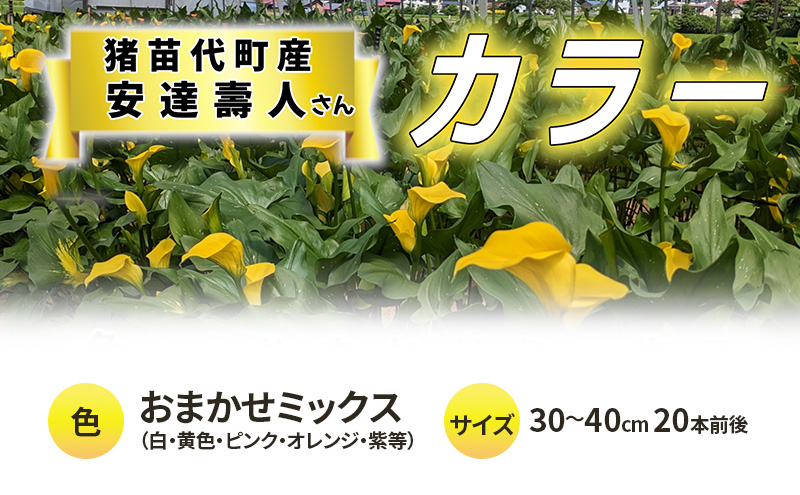 花 カラー（生花）30～40cm おまかせミックス 20本前後 生産者：安達壽人 猪苗代産 プレゼント 贈り物 ギフト