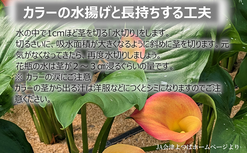 花 カラー（生花）30～40cm おまかせミックス 20本前後 生産者：安達壽人 猪苗代産 プレゼント 贈り物 ギフト