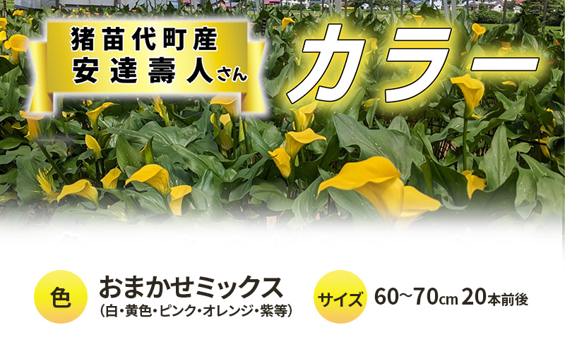 花 カラー（生花）60～70cm おまかせミックス 20本前後 生産者：安達壽人 猪苗代産 プレゼント 贈り物 ギフト