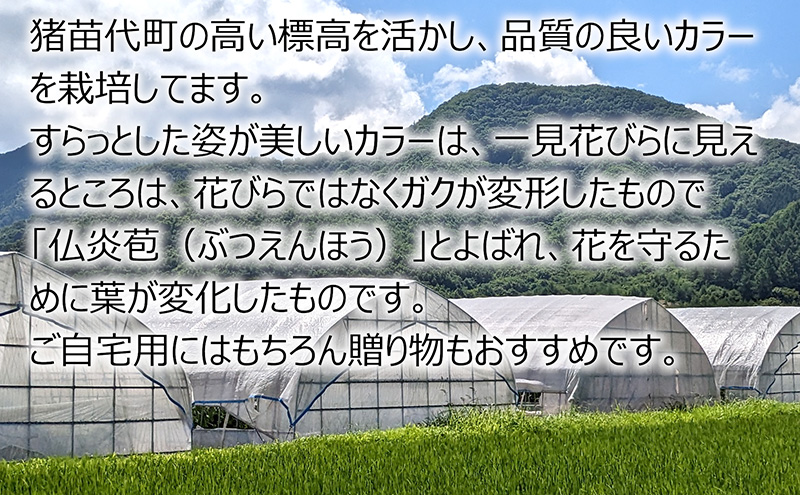 花 カラー（生花）60～70cm おまかせミックス 20本前後 生産者：安達壽人 猪苗代産 プレゼント 贈り物 ギフト