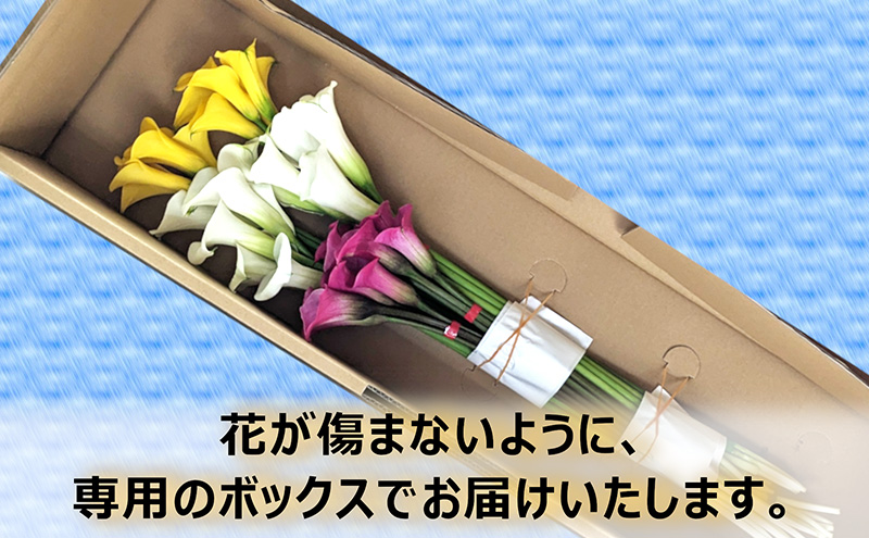 花 カラー（生花）30～40cm おまかせミックス 20本前後 生産者：安達壽人 猪苗代産 プレゼント 贈り物 ギフト