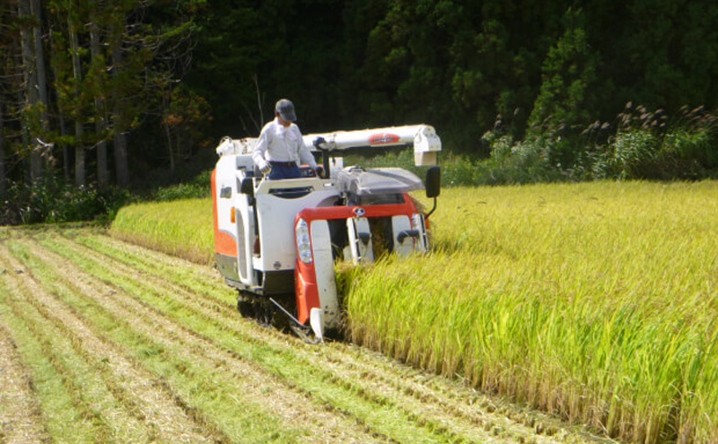 米 令和6年度産 新米 コシヒカリ 10kg  白米 精米 新米 生産者直送 直送