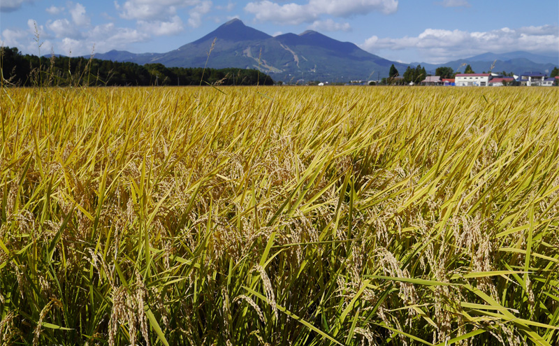 米 令和6年度産 新米 コシヒカリ 10kg  白米 精米 新米 生産者直送 直送