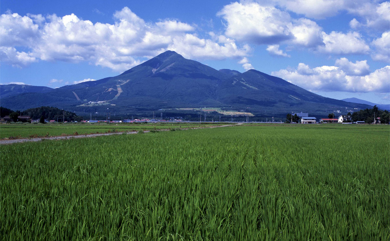 米 令和6年度産 新米 コシヒカリ 10kg  白米 精米 新米 生産者直送 直送