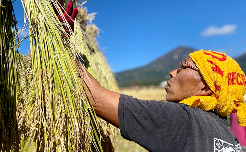 令和6年度産 新米 【どすこい米】自然栽培 ササニシキ 玄米 30kg