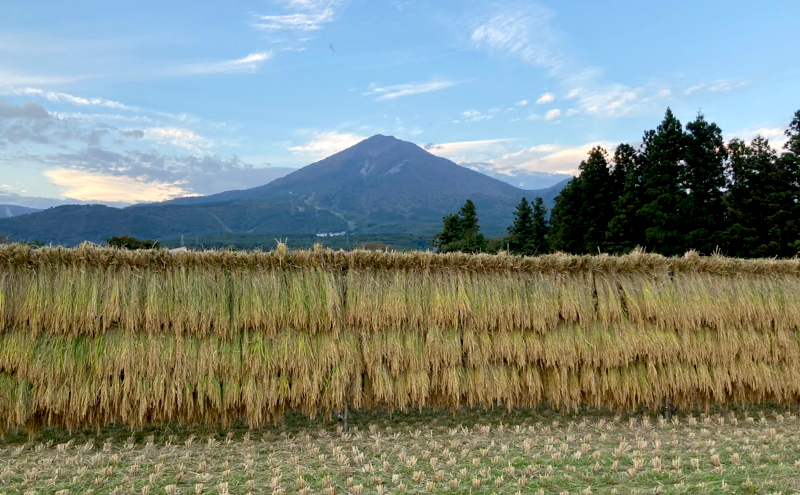 令和6年度産 新米 【どすこい米】自然栽培 ササニシキ 玄米 10kg