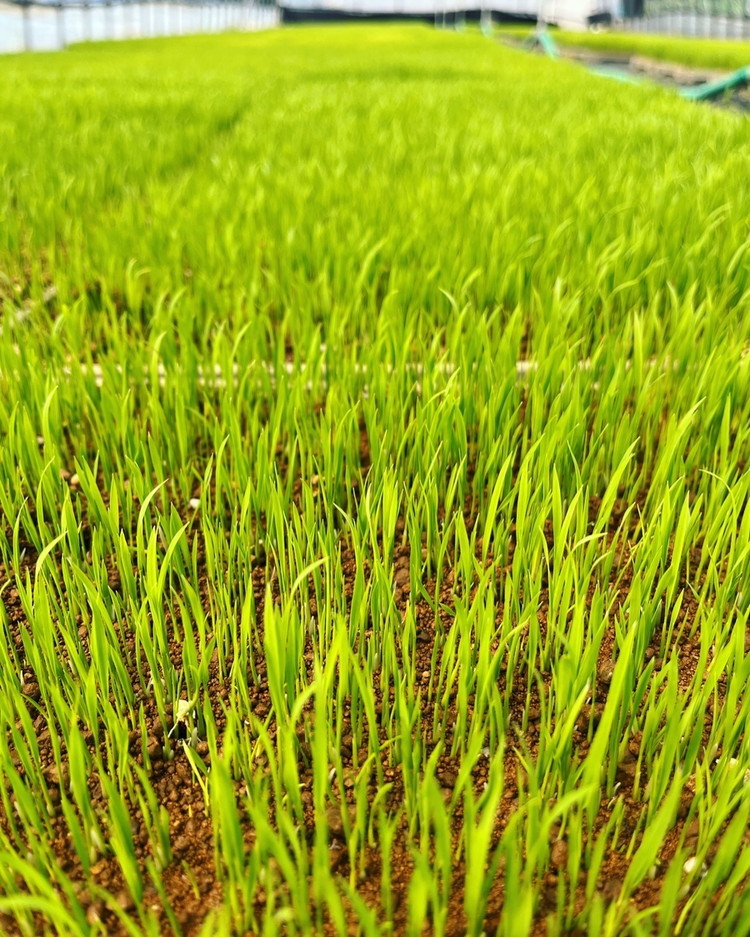 【令和7年度産 新米予約】 米 コシヒカリ 5kg 白米 精米 ※2025年11月下旬頃より順次発送予定 ※沖縄・離島への配送不可