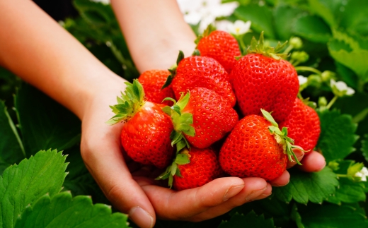 いちご狩り 1年中 「道の駅前 猪苗代 いちご園」 こども1名チケット（4歳〜小学生） ｜ 苺 通年 猪苗代・会津地域