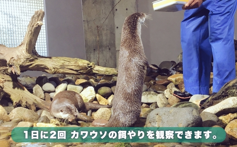 いなわしろカワセミ水族館親子ペア年間パスポート引換券