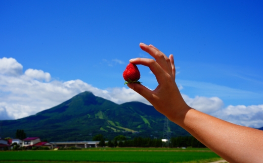 いちご狩り 1年中 「道の駅前 猪苗代 いちご園」 こども1名チケット（4歳〜小学生） ｜ 苺 通年 猪苗代・会津地域