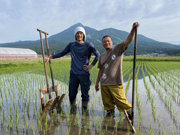 縲蝉サ、蜥7蟷エ蠎ヲ逕」縲 縺、縺。繧霎イ蝨 迪ェ闍嶺サ」逕コ逕」 邇邀ウ 迚ケ蛻・譬ス蝓ケ邀ウ繧ウ繧キ繝偵き繝ェ 5kgシ育私邀ウシ榎 縺顔アウ 邀ウ 縺薙@縺イ縺九j