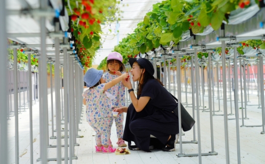 いちご狩り 1年中 「道の駅前 猪苗代 いちご園」 こども1名チケット（4歳〜小学生） ｜ 苺 通年 猪苗代・会津地域