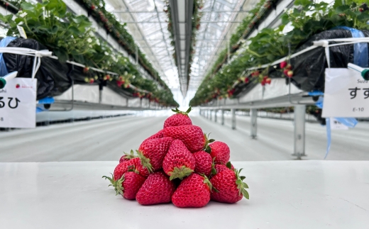 いちご狩り 1年中 「道の駅前 猪苗代 いちご園」 こども1名チケット（4歳〜小学生） ｜ 苺 通年 猪苗代・会津地域