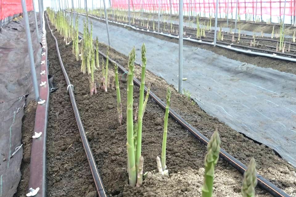 【朝採れ 当日発送】磐梯山の麓で育った アスパラガス 1.8kg （Lサイズ） | 甘い 生産者直送 産地直送 野菜 はんざわエコファーム 猪苗代産 ※2026年4月中旬～10月中旬頃に順次発送予定 ※沖縄・離島への配送不可