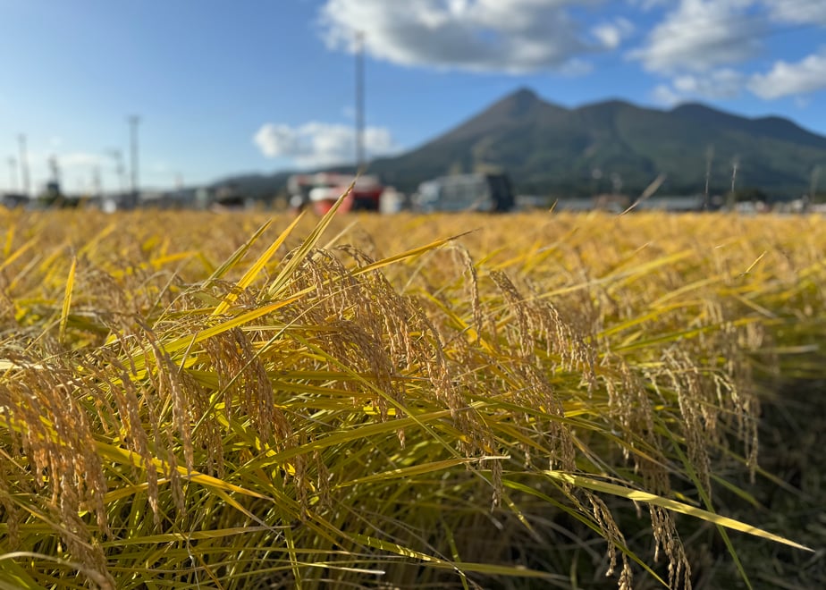 田舎もち 切り餅 400g×8袋