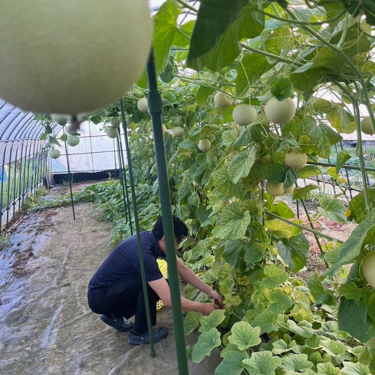 ころたん メロン プリン 5個入 ｜ 冷凍 洋菓子 冷凍 スイーツ デザート お菓子 ※沖縄・離島への配送不可