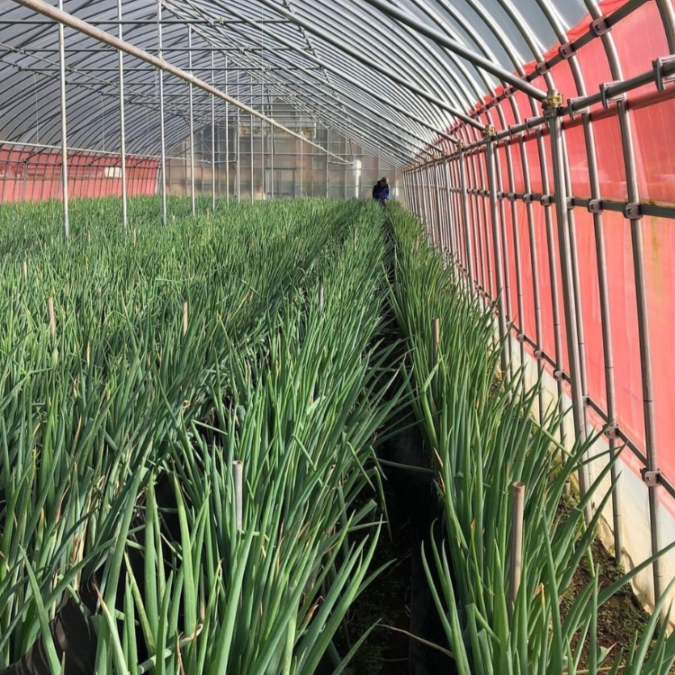 ごはんのお供セット 軟白ねぎのねぎ味噌とねぎ味噌にんにく ※沖縄・離島への配送不可