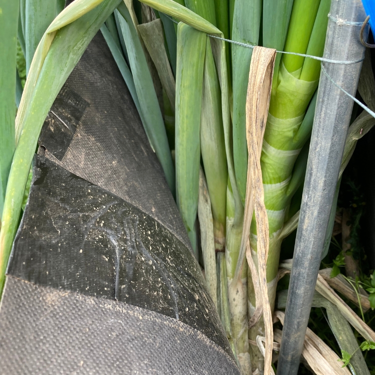 ごはんのお供セット 軟白ねぎのねぎ味噌とねぎ味噌にんにく ※沖縄・離島への配送不可