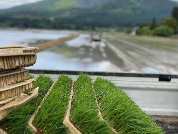 【定期便 6回】【令和7年度産 新米予約】 米 里山のつぶ 12kg(2kg×6回) 白米 精米 ※2025年11月下旬頃より順次発送予定 ※沖縄・離島への配送不可