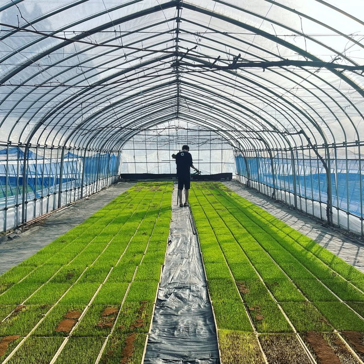 【令和7年度産 新米予約】 米 天のつぶ 2kg 白米 精米 ※2025年11月下旬頃より順次発送予定 ※沖縄・離島への配送不可