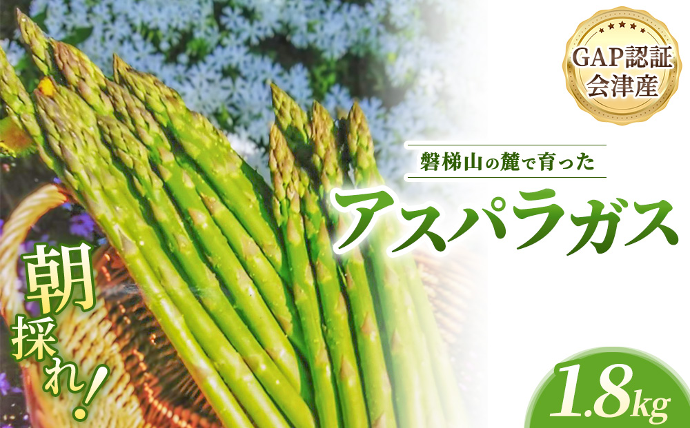 【朝採れ 当日発送】磐梯山の麓で育った アスパラガス 1.8kg （Lサイズ） | 甘い 生産者直送 産地直送 野菜 はんざわエコファーム 猪苗代産 ※2026年4月中旬～10月中旬頃に順次発送予定 ※沖縄・離島への配送不可