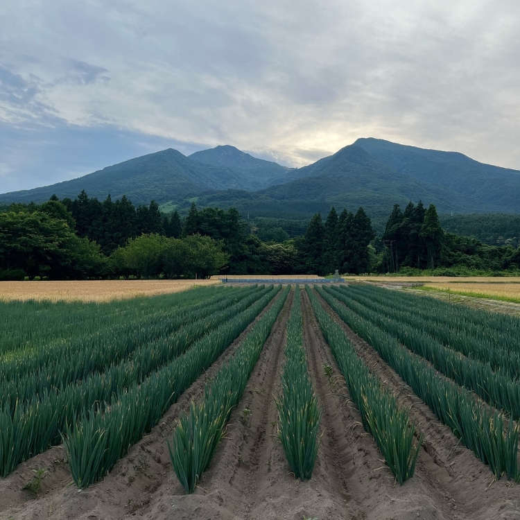 ごはんのお供セット 軟白ねぎのねぎ味噌とねぎ味噌にんにく ※沖縄・離島への配送不可