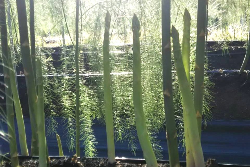 【朝採れ 当日発送】磐梯山の麓で育った アスパラガス 1.8kg （Lサイズ） | 甘い 生産者直送 産地直送 野菜 はんざわエコファーム 猪苗代産 ※2026年4月中旬～10月中旬頃に順次発送予定 ※沖縄・離島への配送不可