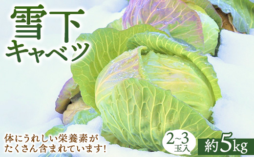 【先行予約】雪下キャベツ（2～3玉入/1箱 約5kg） | ブランド野菜 甘み 旨み 産地直送 福島県 猪苗代町 寄附額 10000 10000円 1万円 以下 以内 ※2027年1月～発送