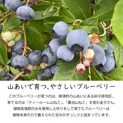 山あいで育ったやさしい甘さ。冷凍ブルーベリー【植物性堆肥使用】500g×2袋【配送不可地域：離島】【1573250】