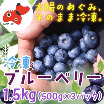 【摘みたて冷凍】 自然 の中で 育った 冷凍 ブルーベリー ( 500g × 3パック )【配送不可地域：離島】【1735459】