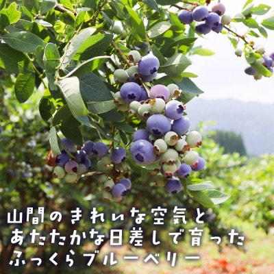 【摘みたて冷凍】 自然 の中で 育った 冷凍 ブルーベリー ( 500g × 3パック )【配送不可地域：離島】【1735459】