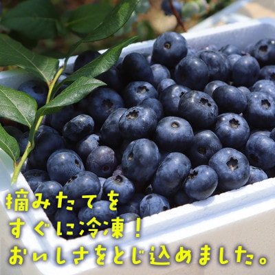 【摘みたて冷凍】 自然 の中で 育った 冷凍 ブルーベリー ( 500g × 3パック )【配送不可地域：離島】【1735459】
