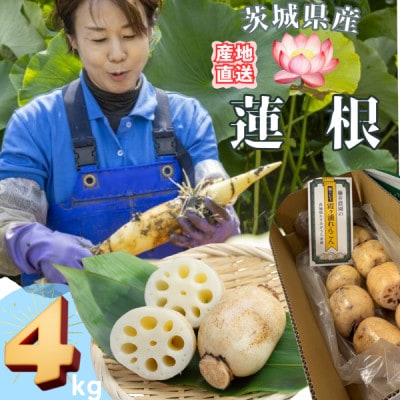 【茨城県産】掘りたて肉厚れんこん 計4kg【配送不可地域：離島】【1696247】