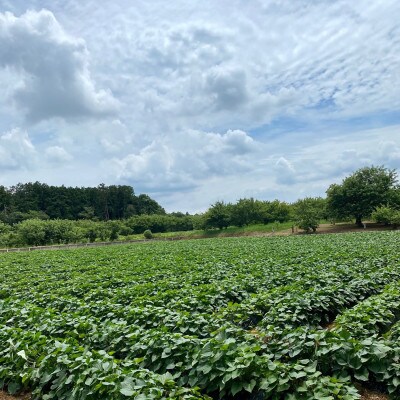 熟成蜜焼き芋 ねっとり甘い姫蜜焼き芋250g×4パック【配送不可地域：離島・沖縄県】【1618096】