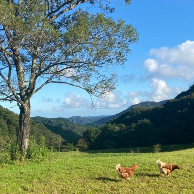 天馬夢のハッピーエッグ 20個【配送不可地域：離島・沖縄県】【1595009】