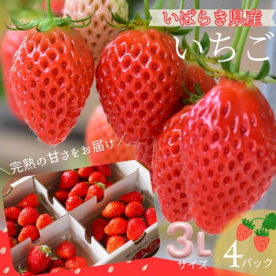【茨城県産】菅谷いちご園の完熟いちご『いちごっ子』 3Lサイズ 11粒×4パック【配送不可地域：離島・北海道・沖縄県・中国・四国・九州】【1702239】