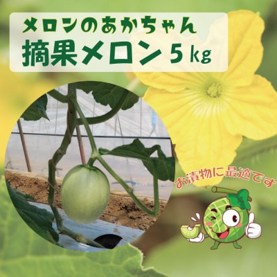 【加工用】茨城県鉾田市産 摘果メロン(子メロン)約5kg【配送不可地域：離島・沖縄県】【1592820】