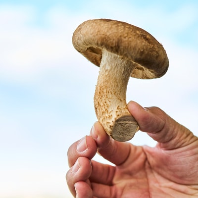 きのこの詰め合わせ　M(約1500g)【配送不可地域：離島・沖縄県】【1449115】