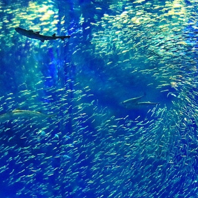 アクアワールド茨城県大洗水族館　貸切3時間プラン(イルカ・アシカオーシャンライブ付)【配送不可地域：離島・沖縄県】【1424655】