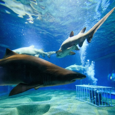 アクアワールド茨城県大洗水族館　年間パスポート(大人1名・幼児1名分)【配送不可地域：離島・沖縄県】【1510279】