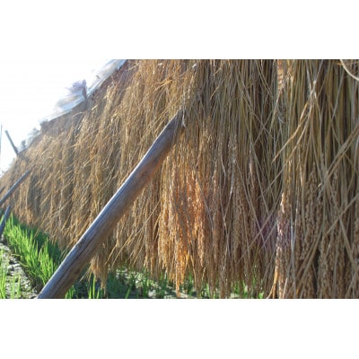 令和7年産　茨城県産コシヒカリ　精米　計10kg【配送不可地域：離島・沖縄県】【1697039】