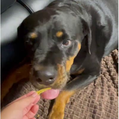 茨城県産ほしいもの未利用部分を使用した犬の無添加おやつ(トッピングタイプ30g×2袋)【配送不可地域：離島・沖縄県】【1729686】