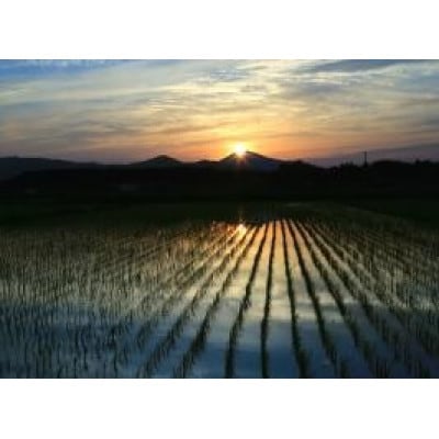 茨城県産 こしひかりミックス 精米 令和7年産　10kg×1袋【配送不可地域：離島・沖縄県】【1700773】