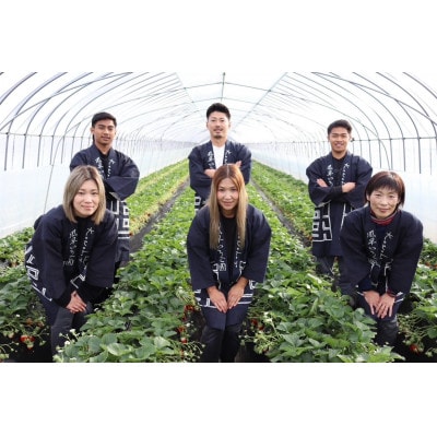 【2026年1月より順次発送予定】風早いちご園 とちおとめ レギュラー 250g×12パック【配送不可地域：離島・北海道・沖縄県】【1647795】